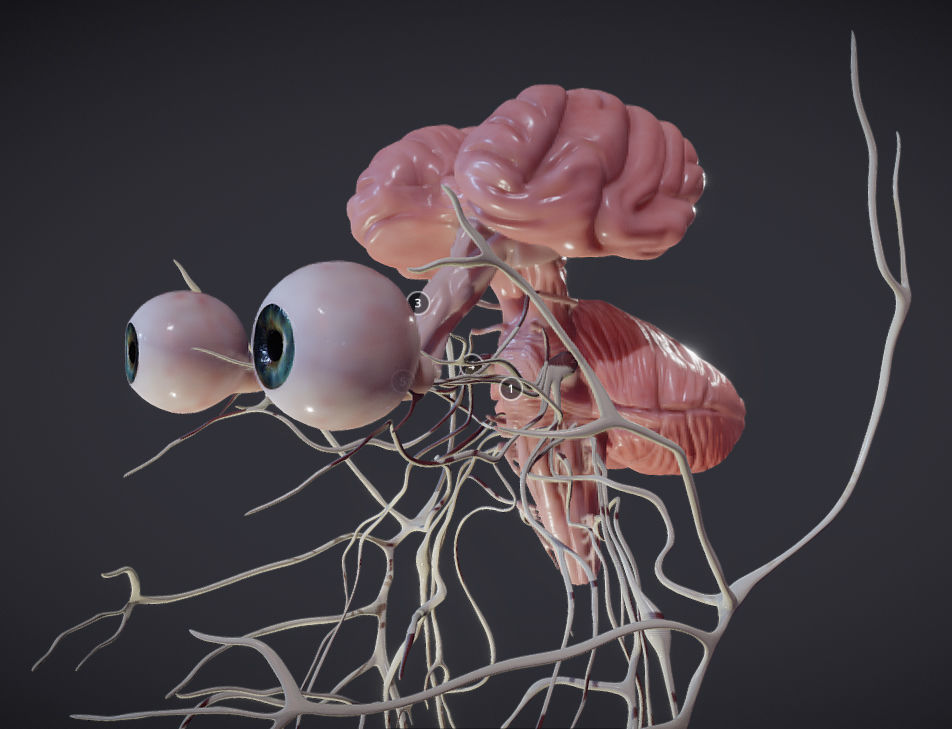 Cranial Nerves and Brain Stem Low-poly 3D model_2
