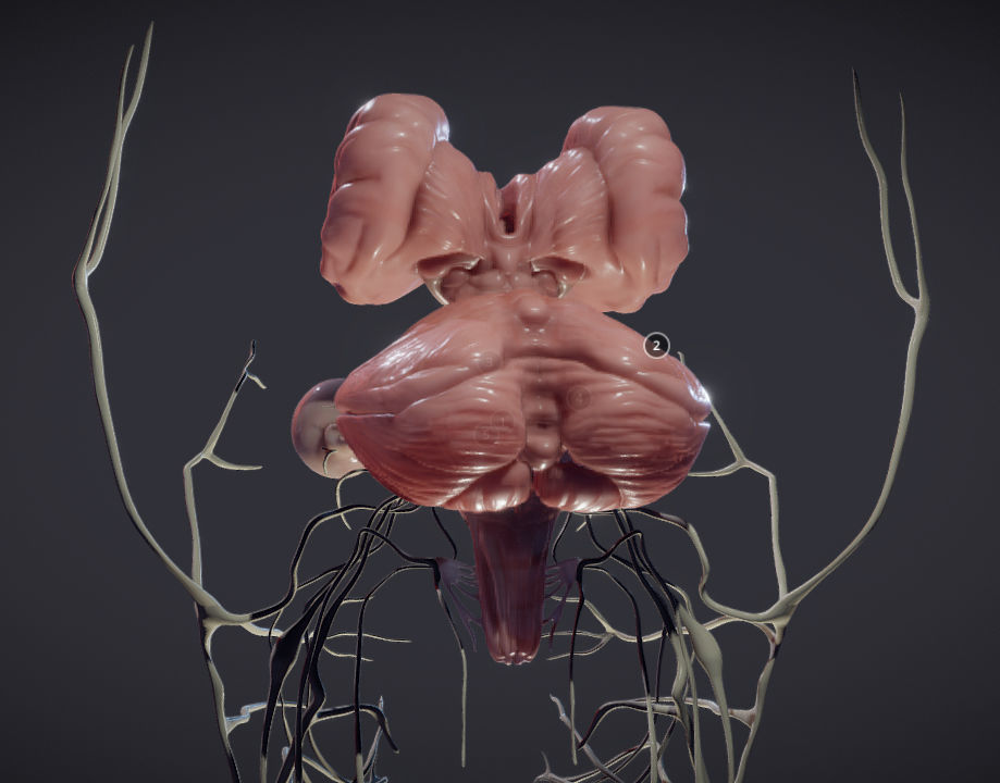 Cranial Nerves and Brain Stem Low-poly 3D model_3