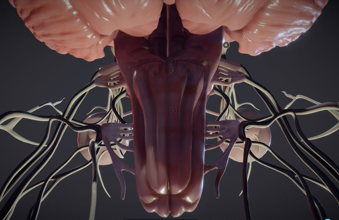 Cranial Nerves and Brain Stem Low-poly 3D model_18