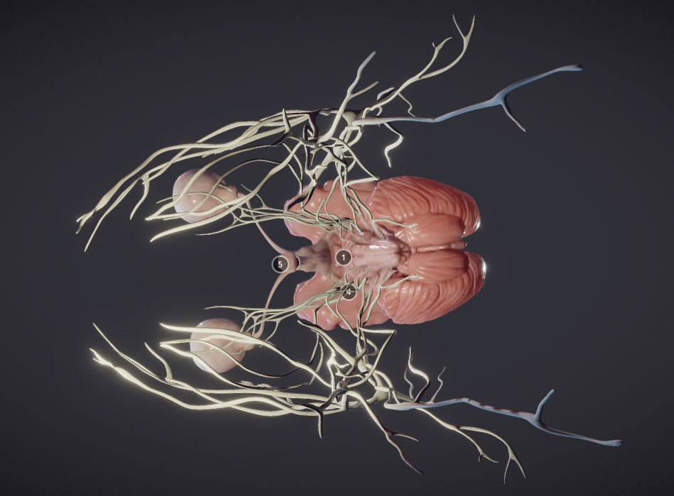 Cranial Nerves and Brain Stem Low-poly 3D model_6
