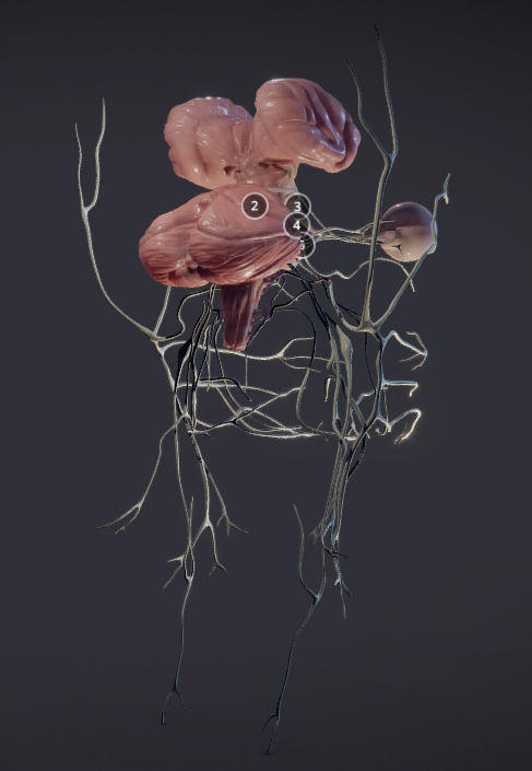 Cranial Nerves and Brain Stem Low-poly 3D model_25