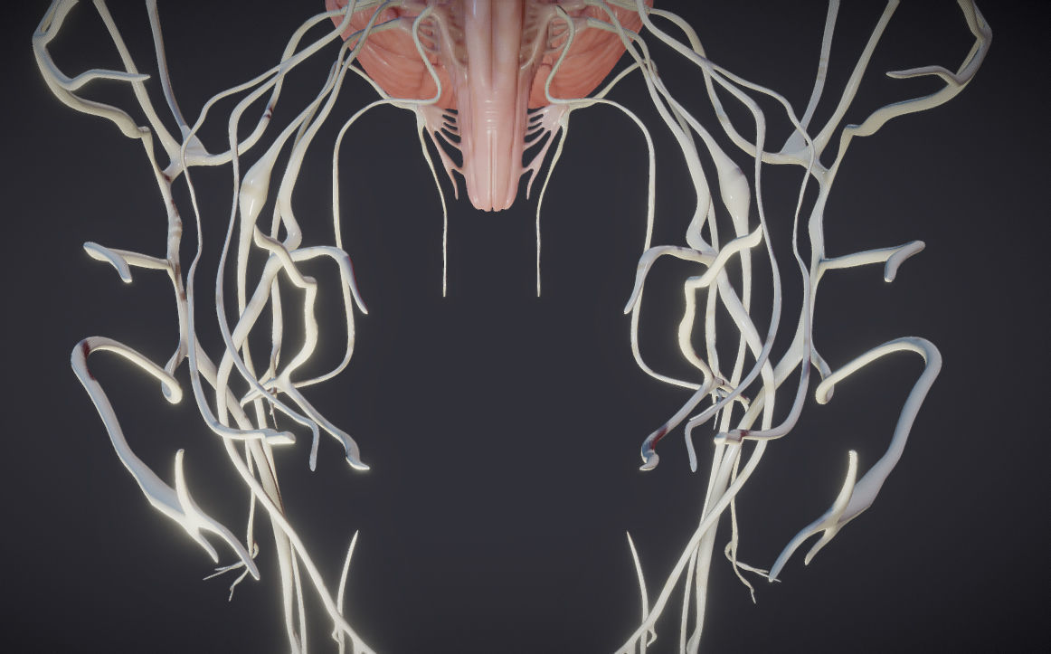 Cranial Nerves and Brain Stem Low-poly 3D model_8