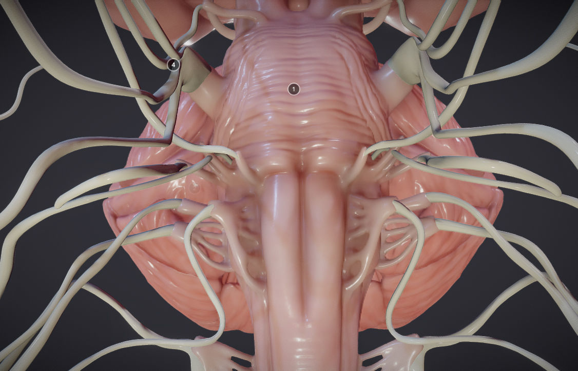 Cranial Nerves and Brain Stem Low-poly 3D model_16