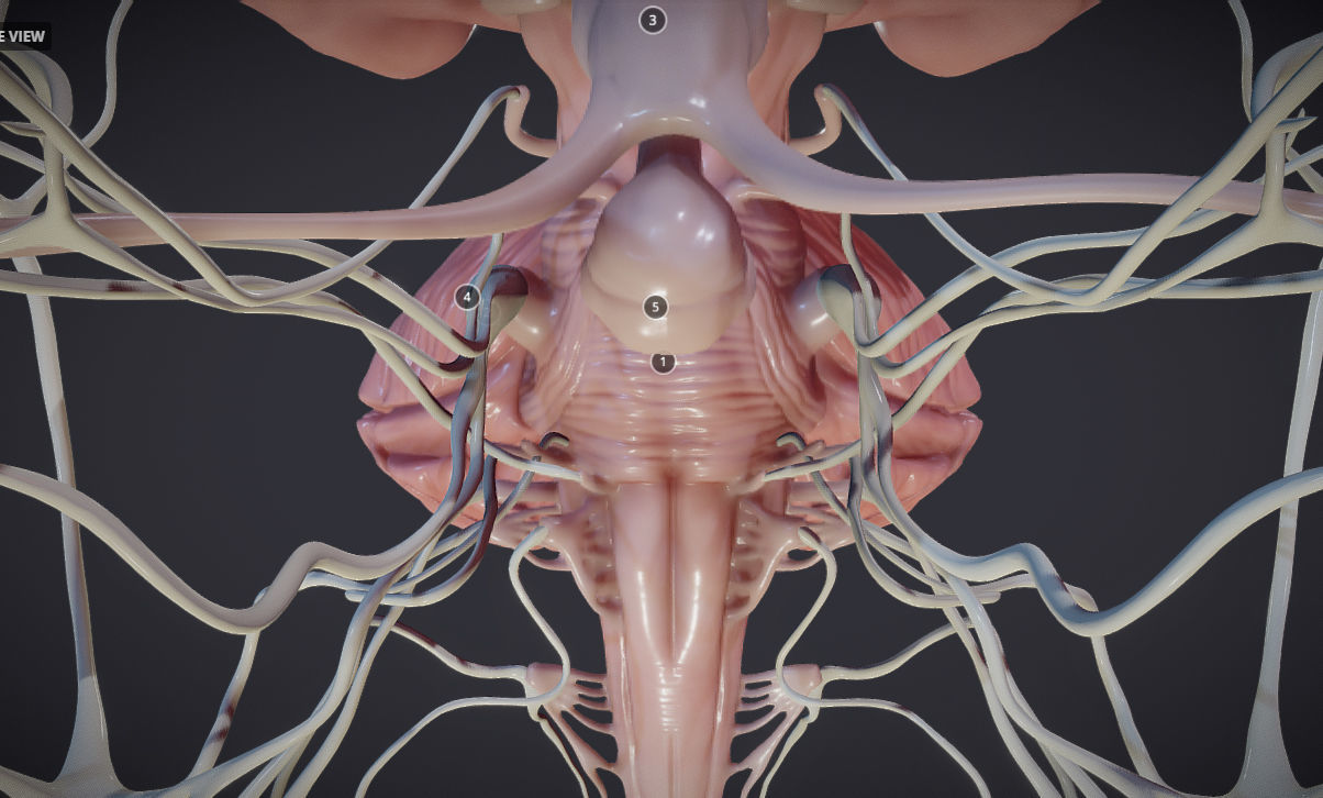 Cranial Nerves and Brain Stem Low-poly 3D model_9