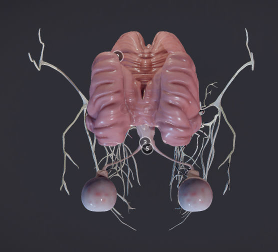 Cranial Nerves and Brain Stem Low-poly 3D model_27