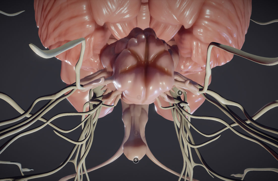 Cranial Nerves and Brain Stem Low-poly 3D model_19