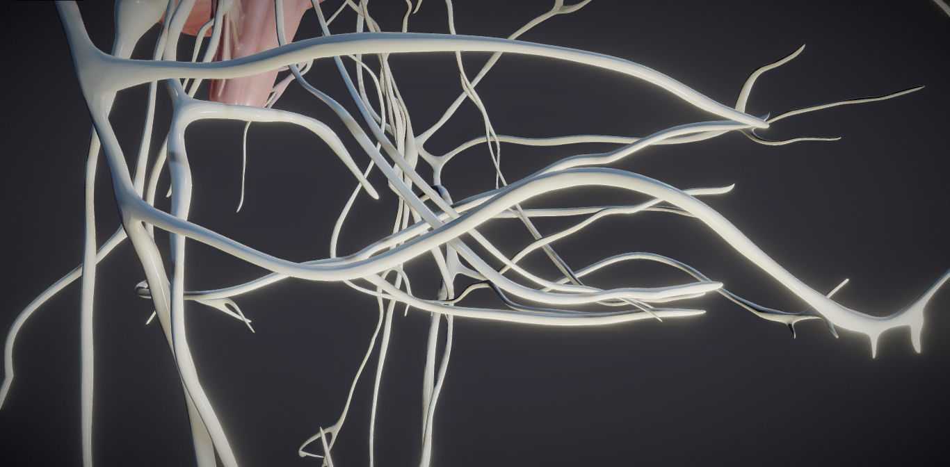 Cranial Nerves and Brain Stem Low-poly 3D model_17