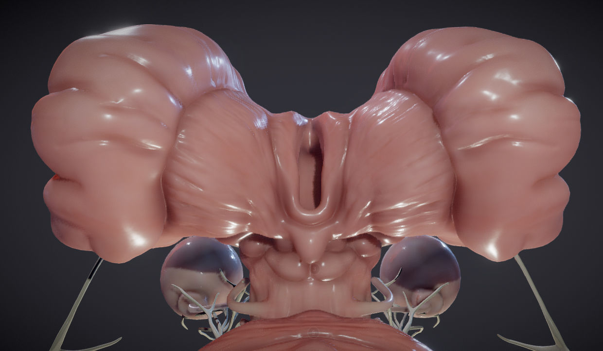 Cranial Nerves and Brain Stem Low-poly 3D model_20