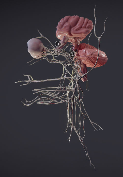 Cranial Nerves and Brain Stem Low-poly 3D model_22