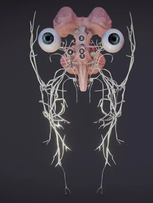 Cranial Nerves and Brain Stem Low-poly 3D model_0