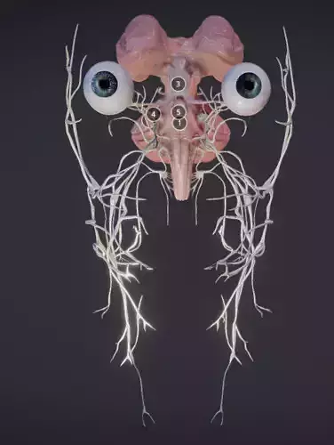 Cranial Nerves and Brain Stem Low-poly 3D model