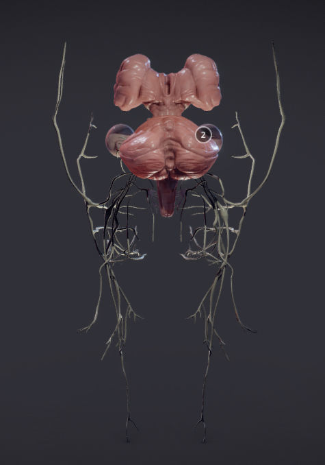 Cranial Nerves and Brain Stem Low-poly 3D model_24