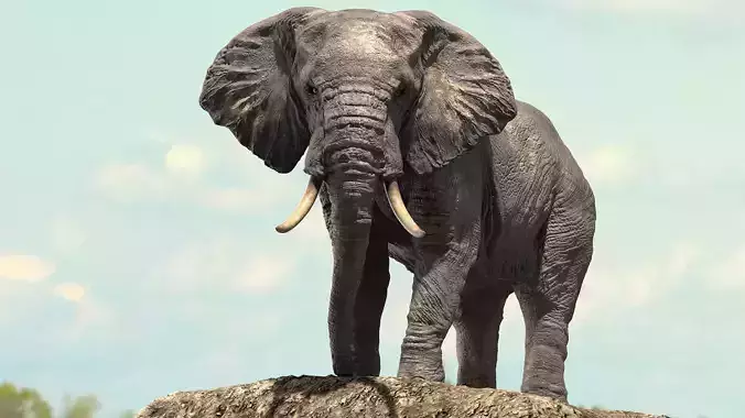 African Elephant Rigged model Low-poly 3D model