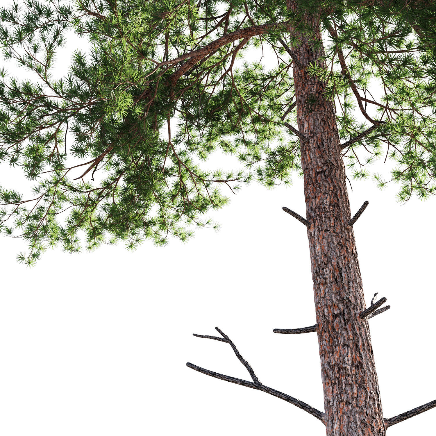 Scots pine 1 3D model_3