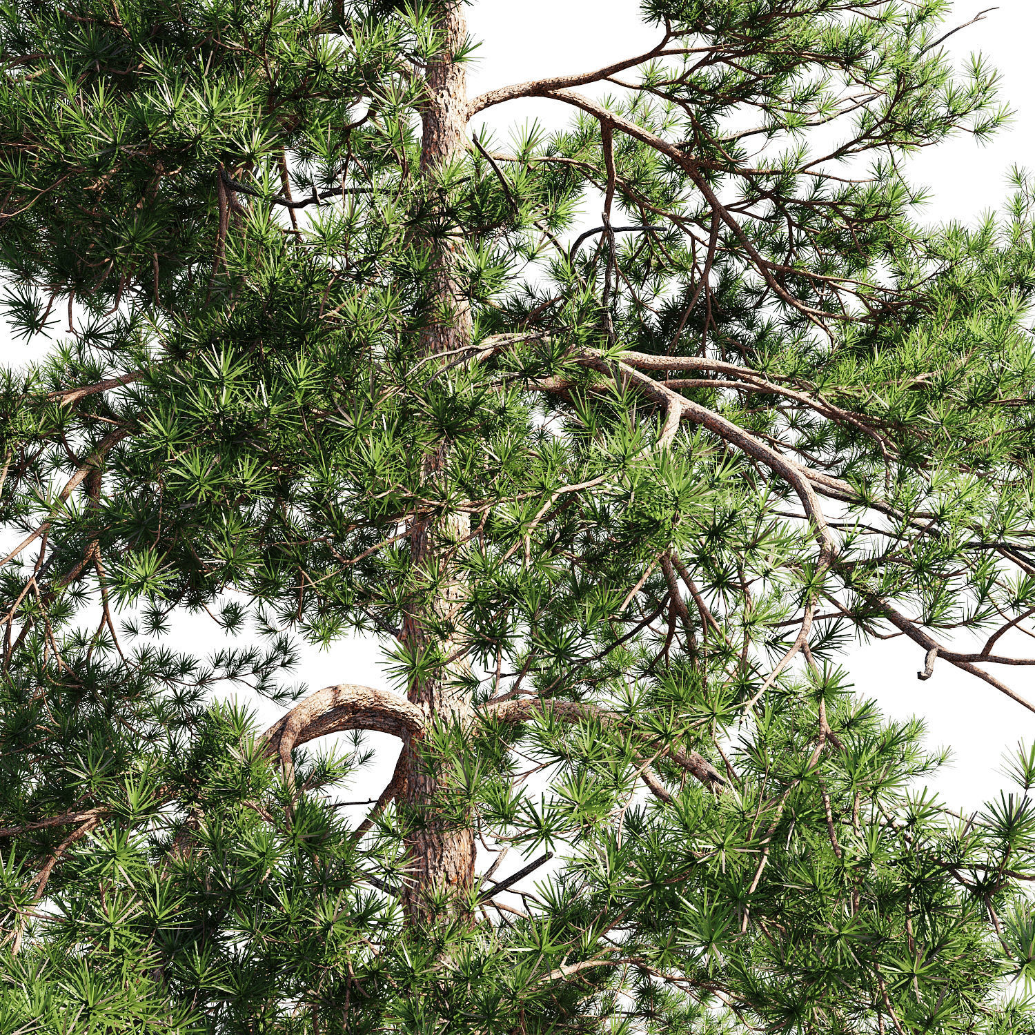 Scots pine 1 3D model_2