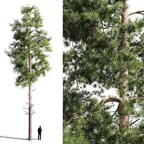 Scots pine 1 3D model