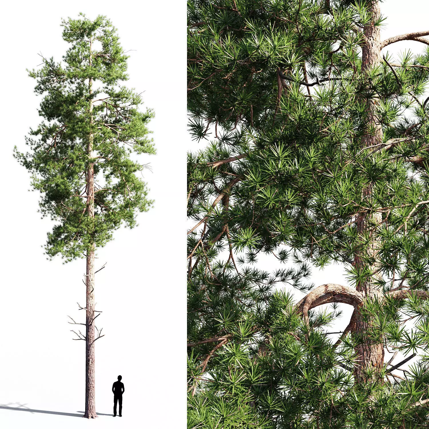 Scots pine 1 3D model_0