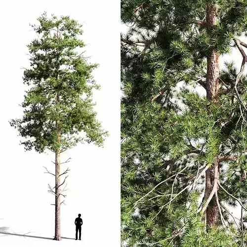 Scots pine 2 3D model