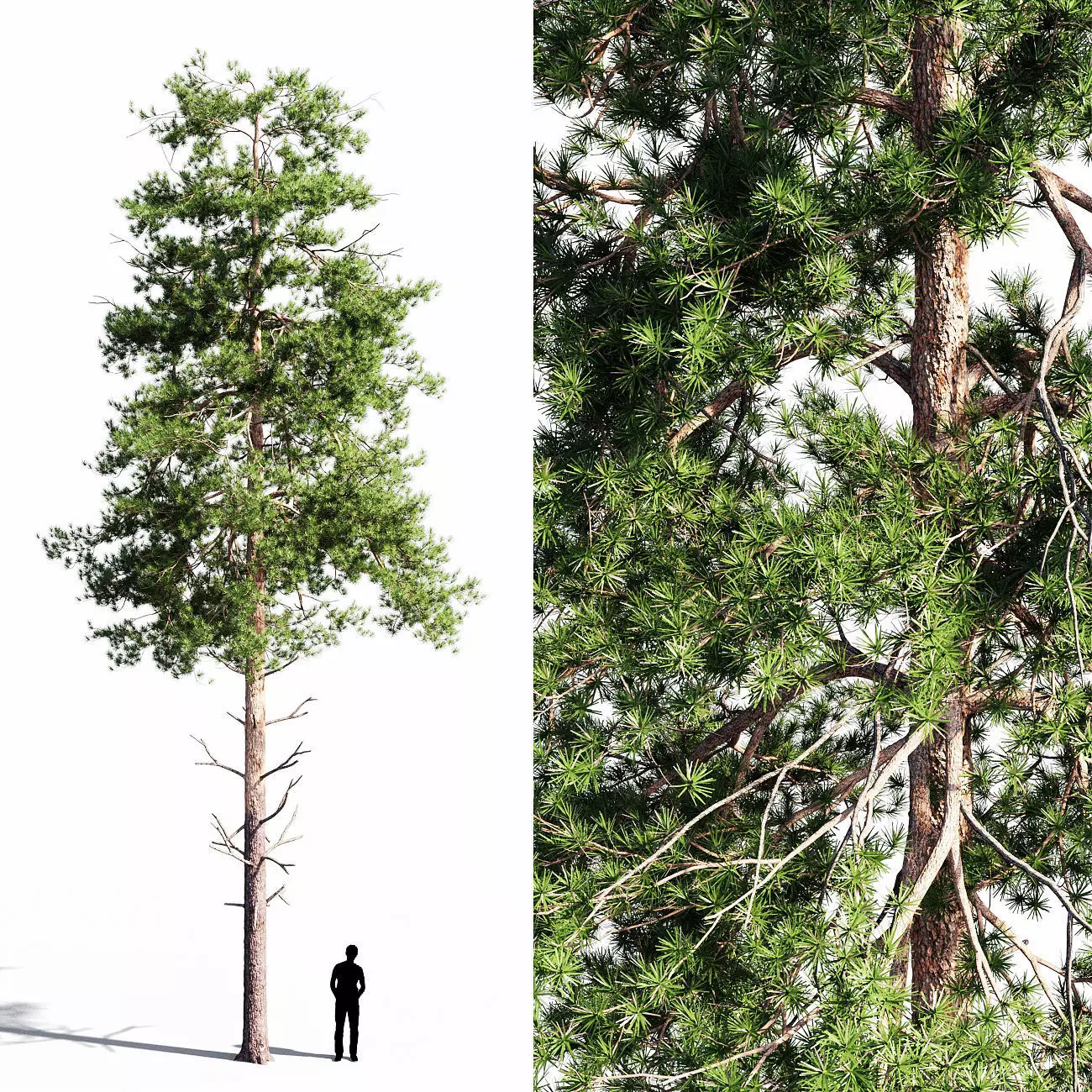 Scots pine 2 3D model_0