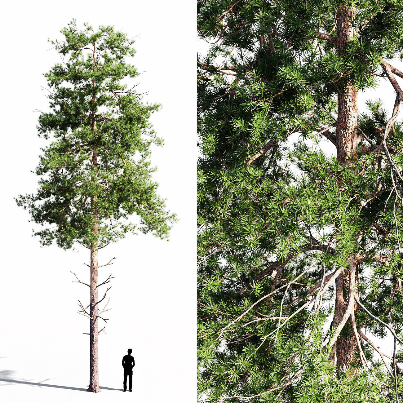 Scots pine 2