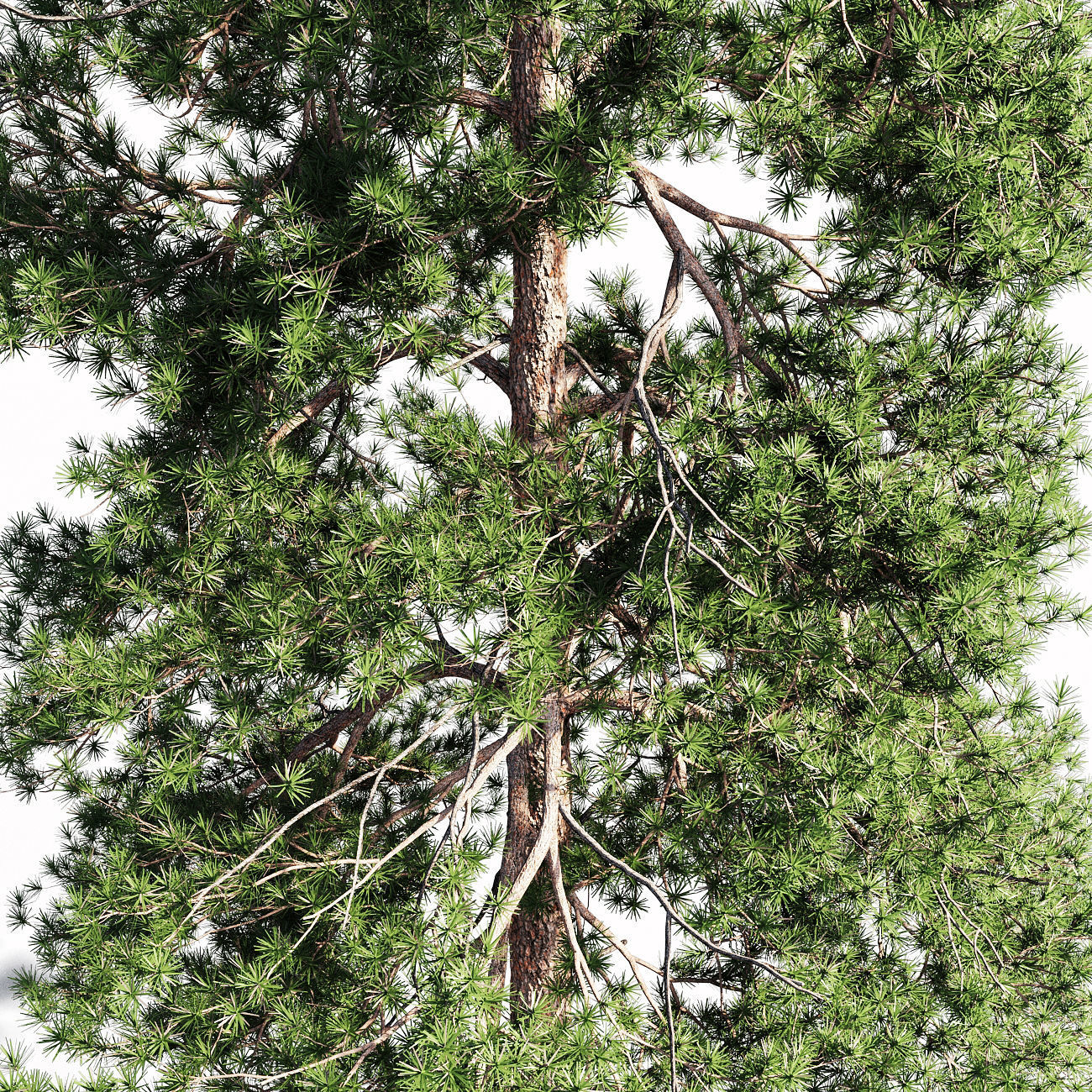 Scots pine 2 3D model_3