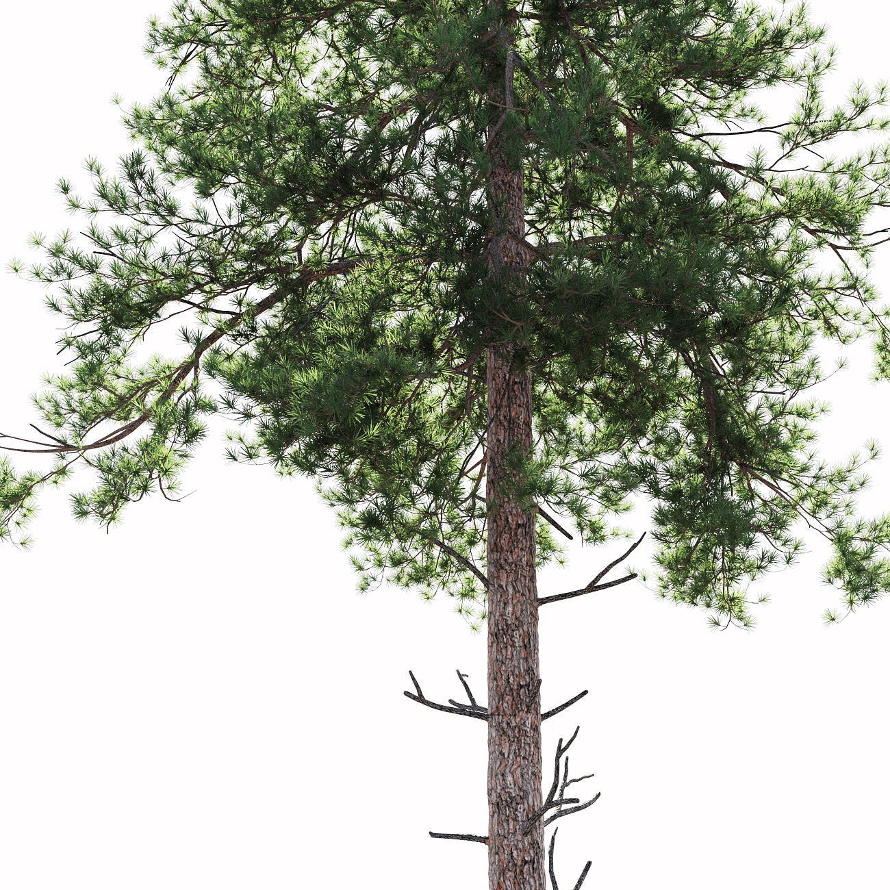Scots pine 2 3D model_2