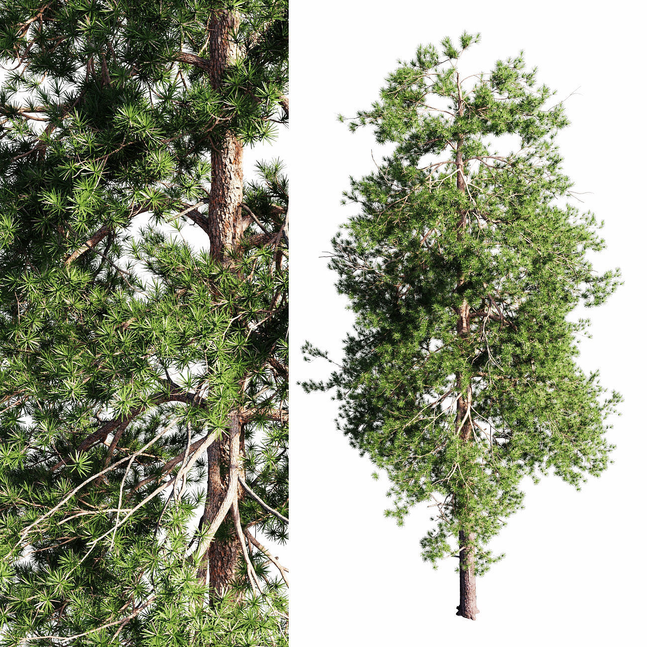 Scots pine 2 3D model_1