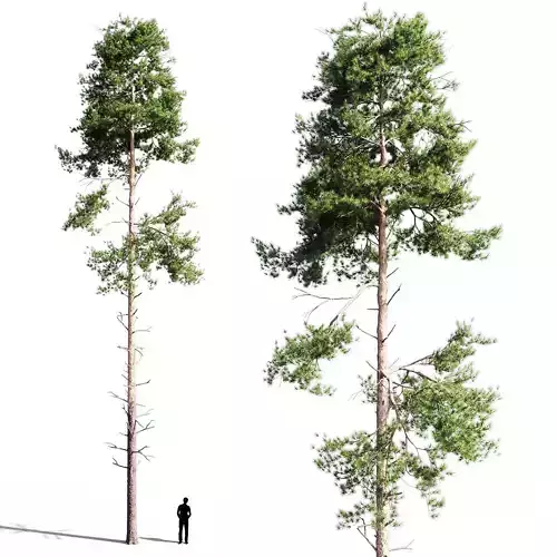 Scots pine 3 3D model