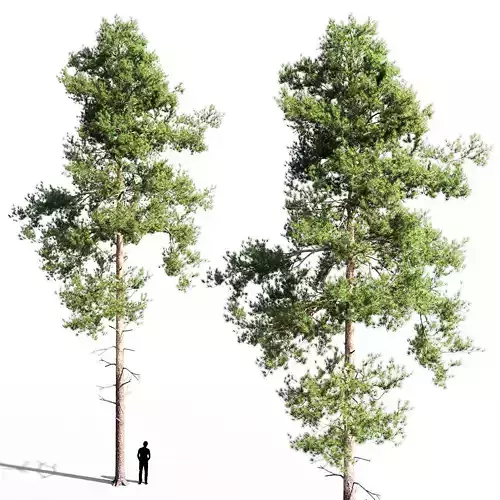 Scots pine 4 3D model