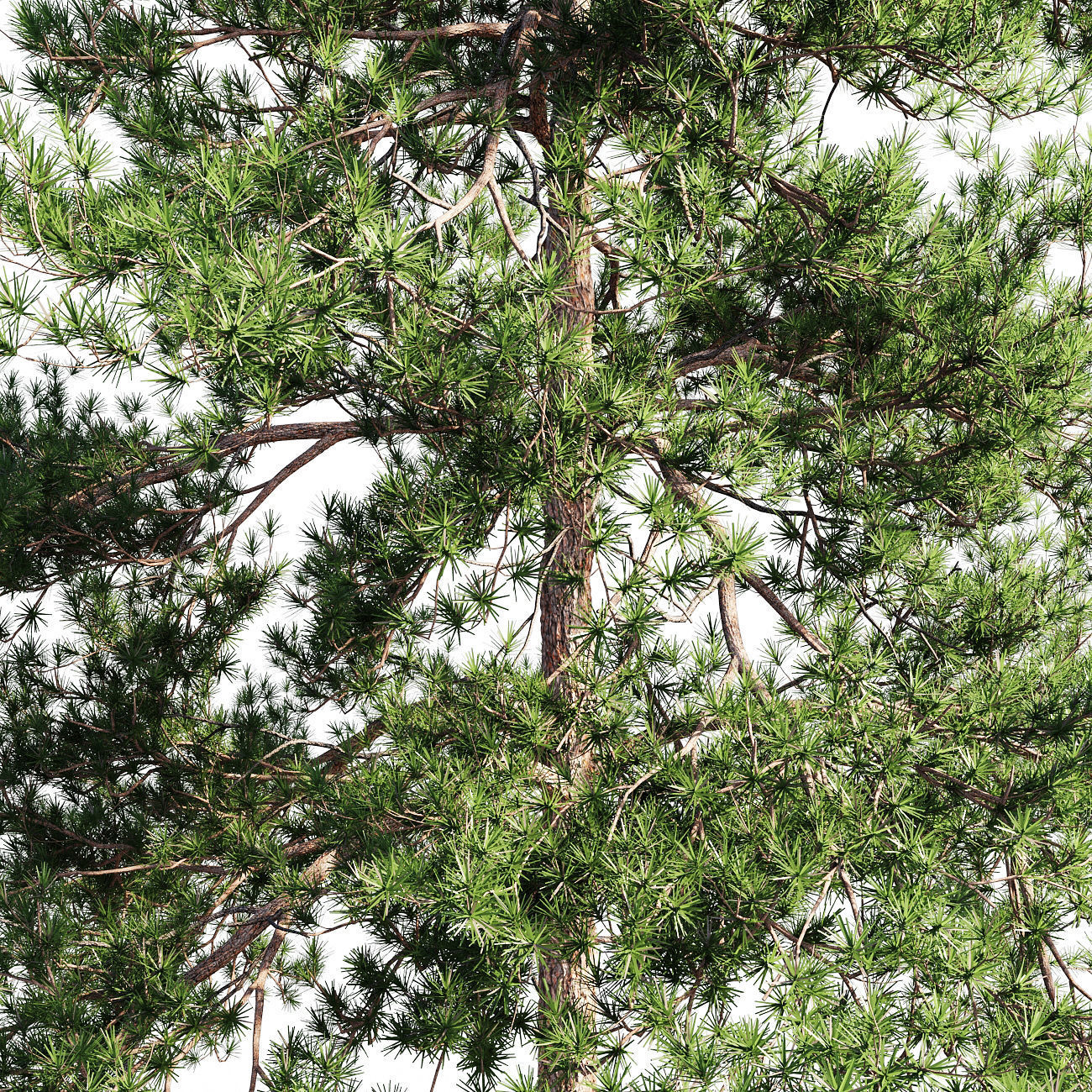 Scots pine 4 3D model_3