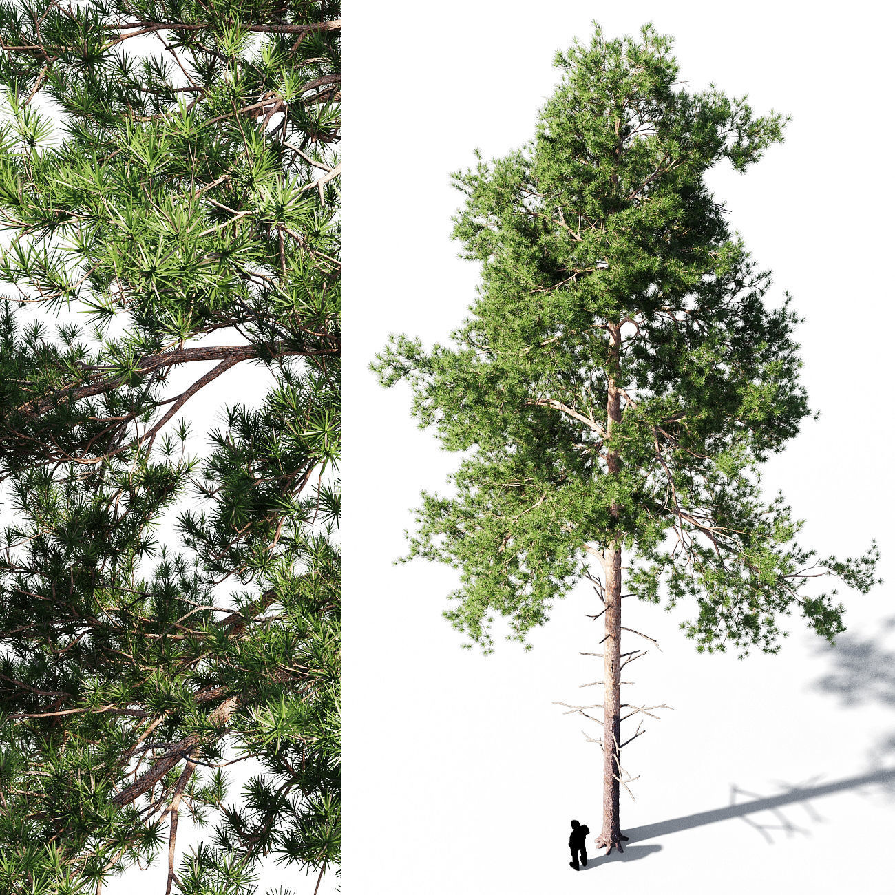 Scots pine 4 3D model_1