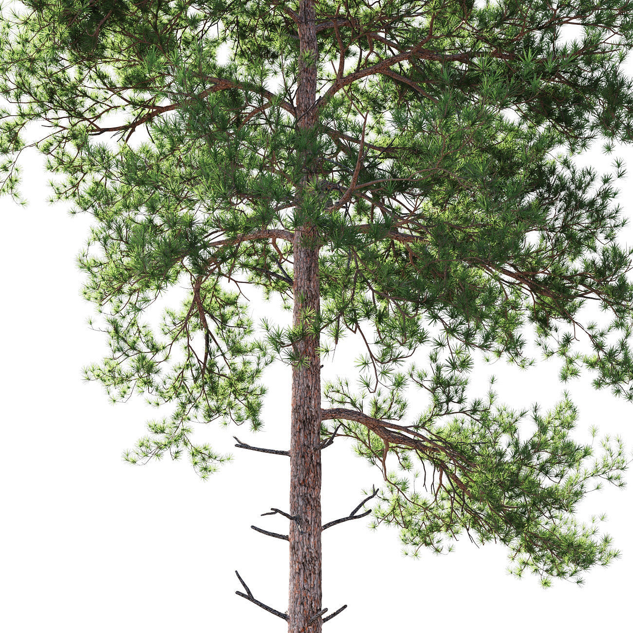 Scots pine 4 3D model_2