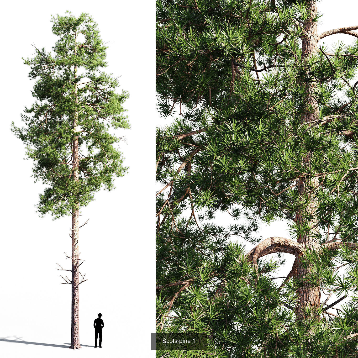 Scots pine v1 3D Model Collection_2