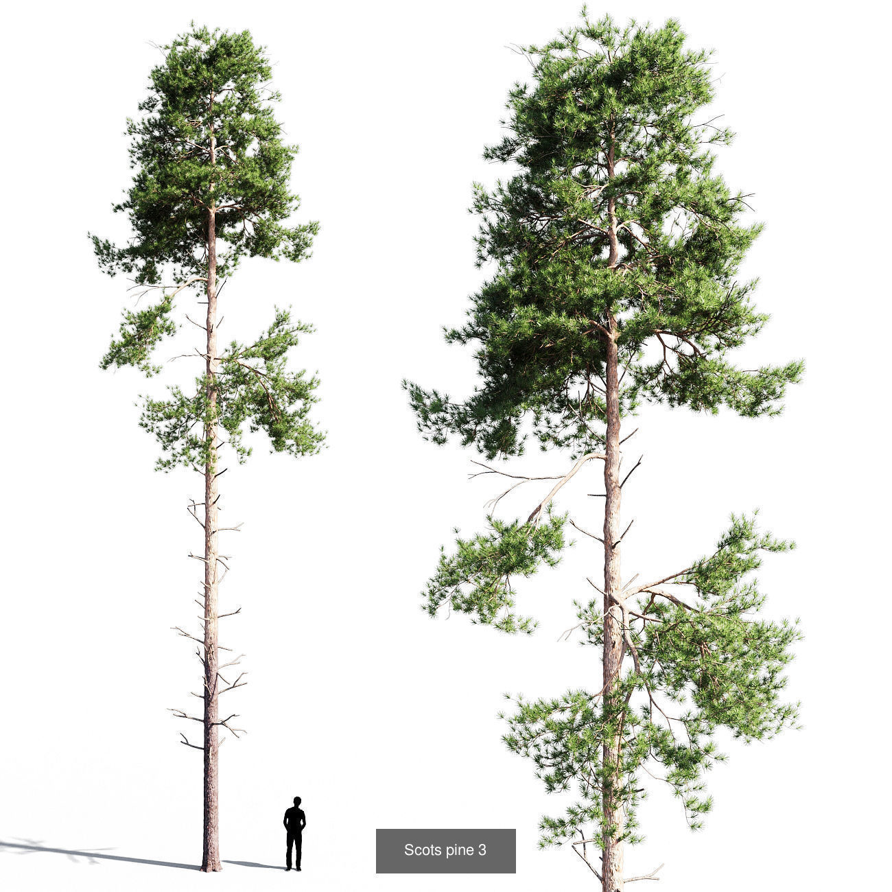 Scots pine v1 3D Model Collection_4