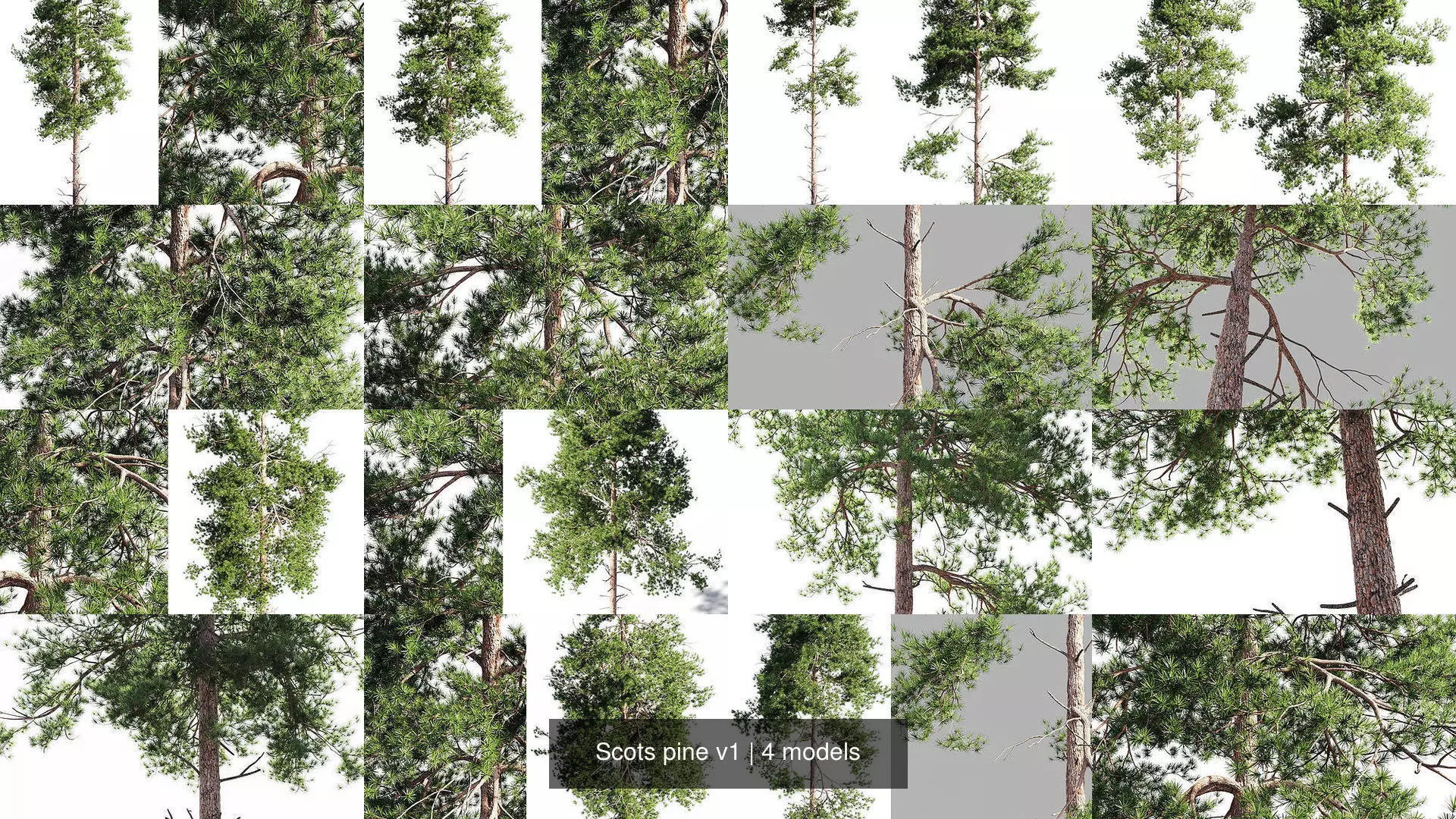 Scots pine v1 3D Model Collection_1