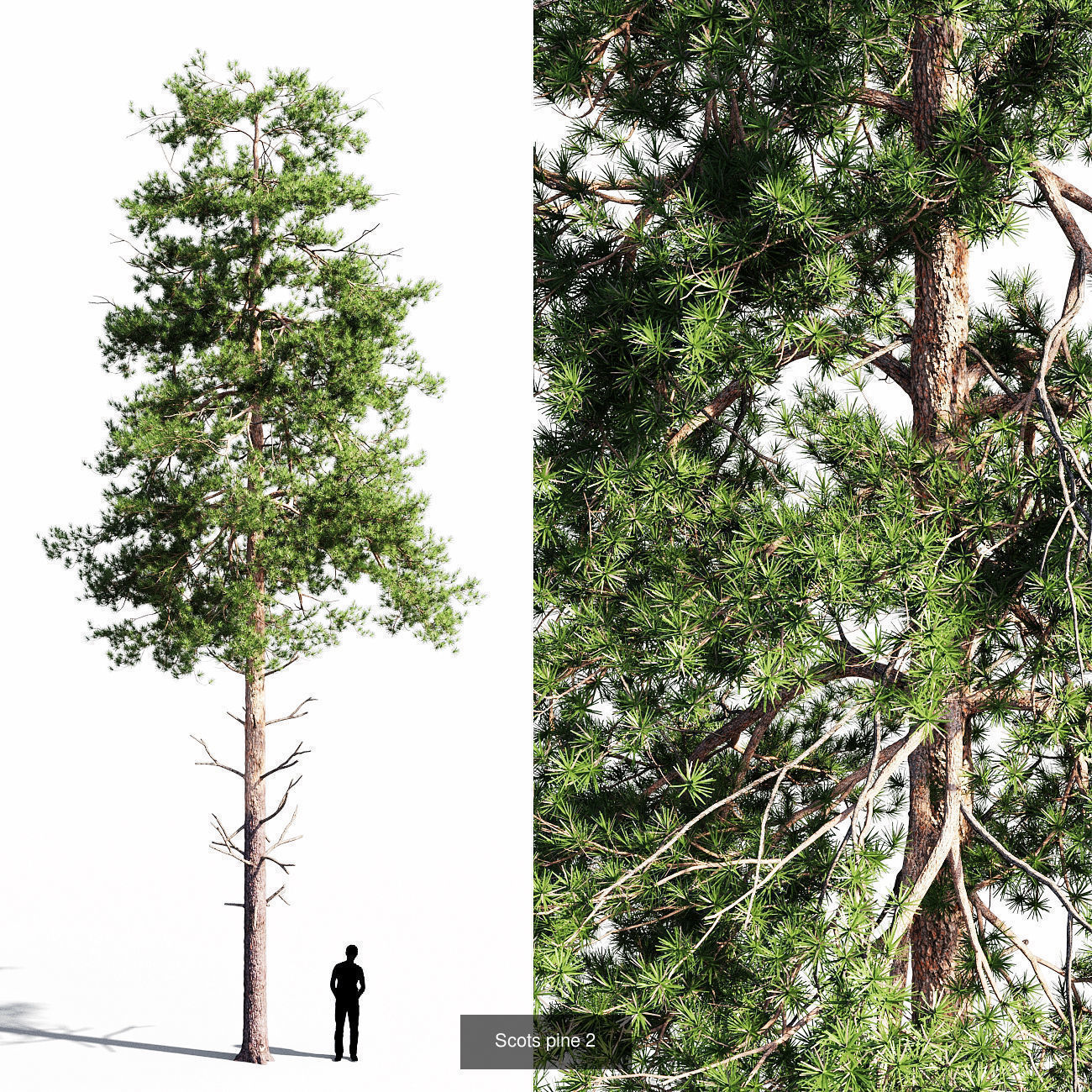Scots pine v1 3D Model Collection_3