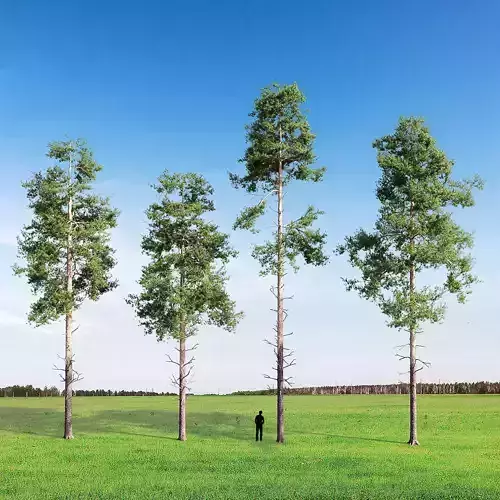 Scots pine v1 3D Model Collection