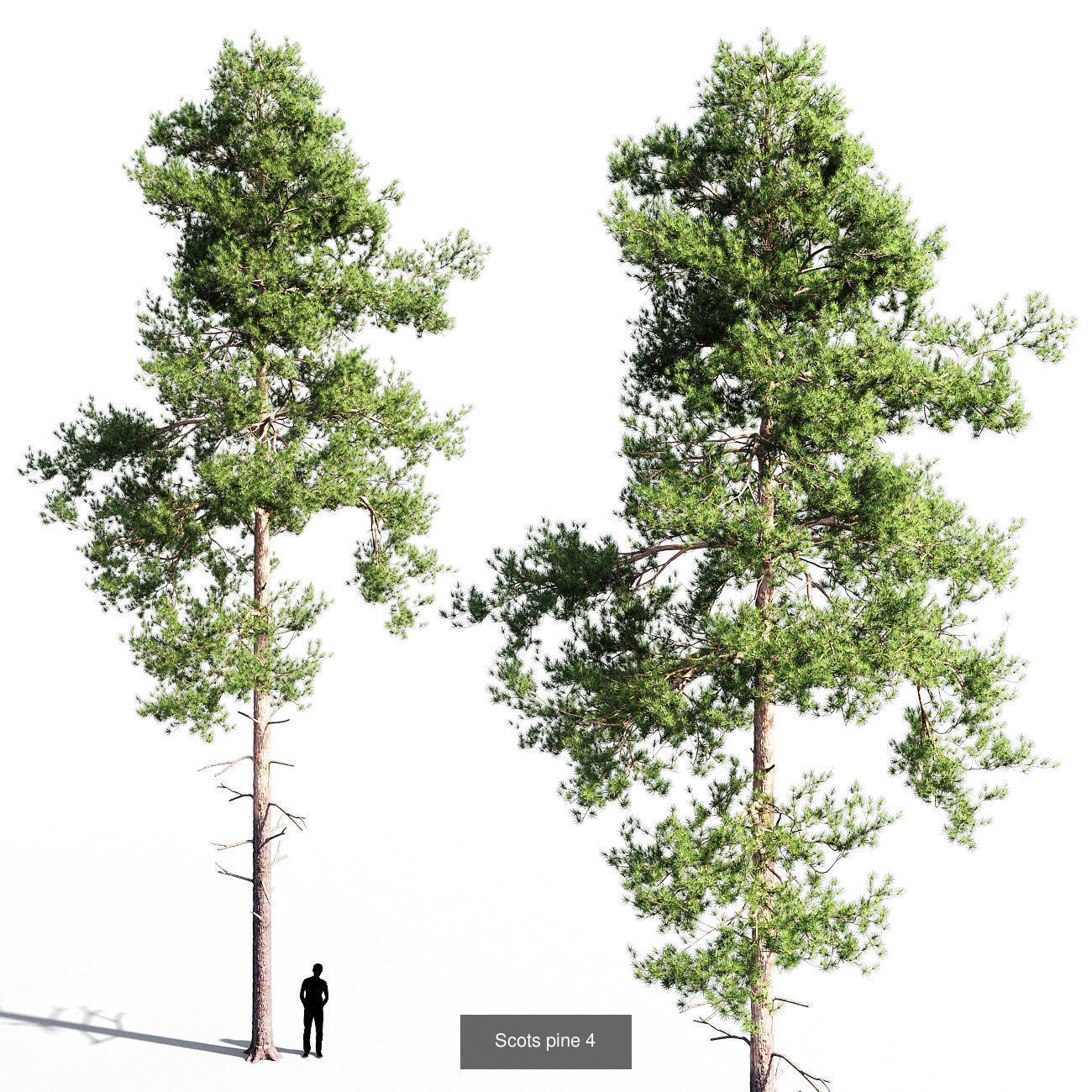 Scots pine v1 3D Model Collection_5