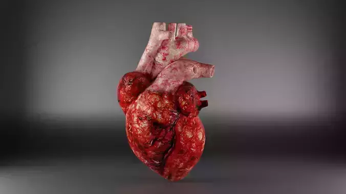 HUMAN HEART