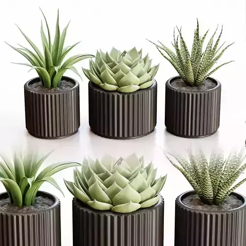 Flowerpots in black pots
