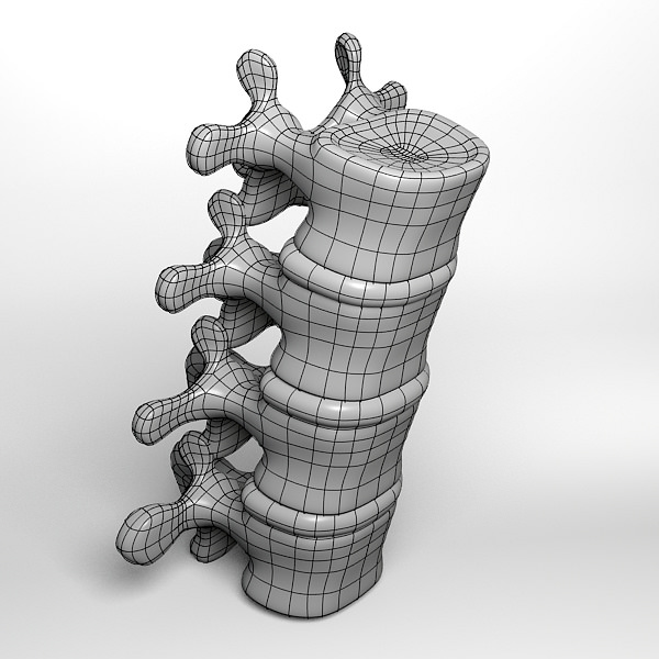 Lumbar vertebrae 3D model_4