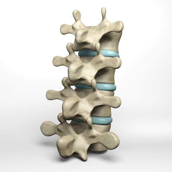 Lumbar vertebrae 3D model_3