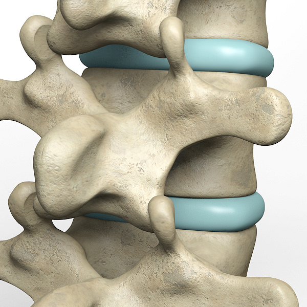 Lumbar vertebrae 3D model_2