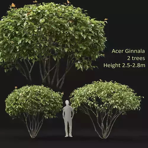 Acer Ginnala 03