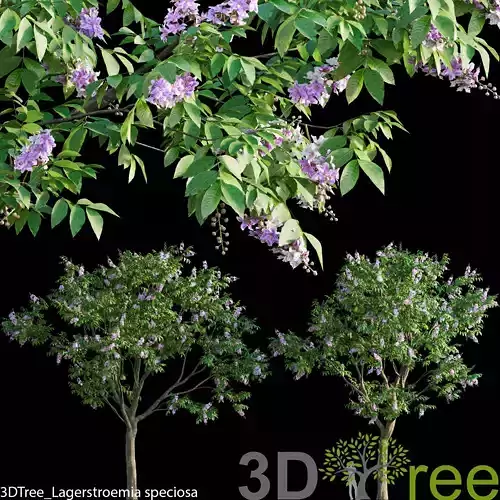 Lagerstroemia speciosa -Giant Crape-myrtle- 02
