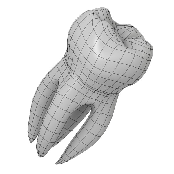 Molar Tooth 3D model_2