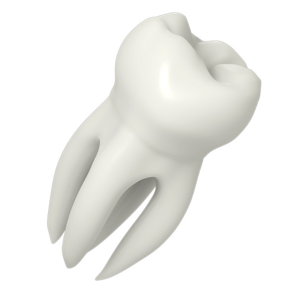 Molar Tooth 3D model_1