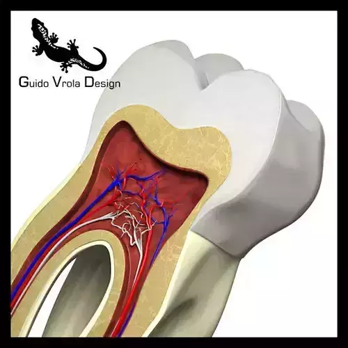 Tooth section 3D model