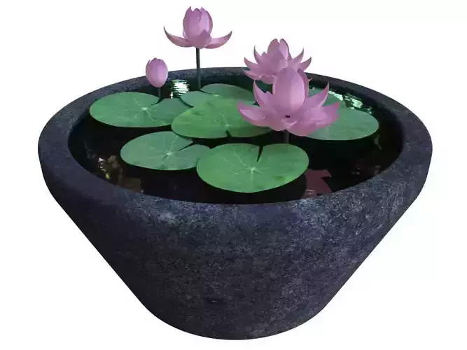 Lotus Flowers in Garden Pot