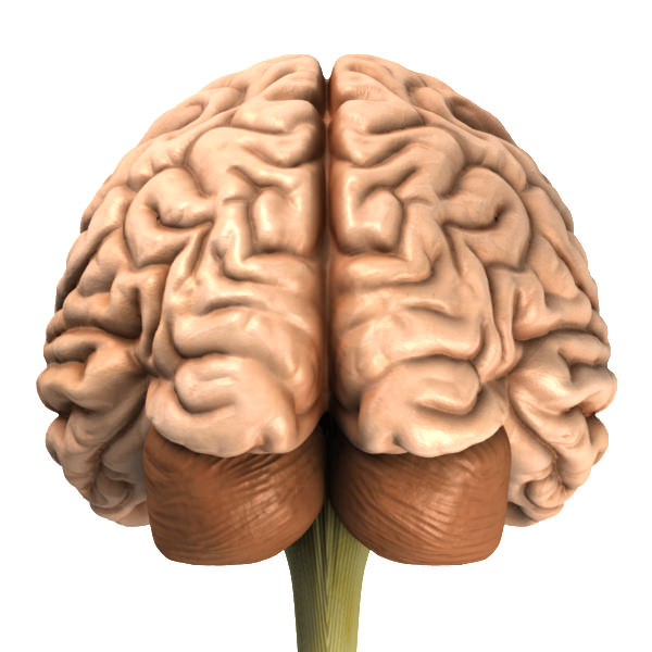 Accurate human brain 3D model_4